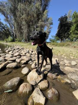 Labrador Retriever and Doberman Pinscher Dogs Available for Adoption in Reedley, California - Pantera | PetCurious