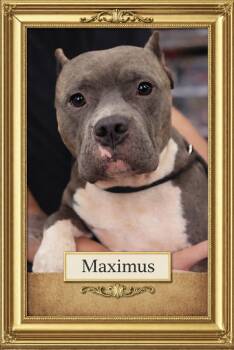 American Bully Dogs Available for Adoption - Maximus | PetCurious