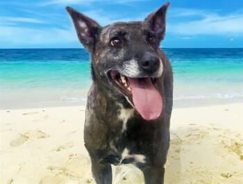 BAILEY -  Dutch Shepherd and Mixed Breed Dog for Adoption in Fort Lauderdale, Florida - BAILEY | PetCurious