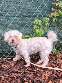 MIMI -  Shih Tzu Dog for Adoption in Leesburg, Virginia - MIMI | PetCurious