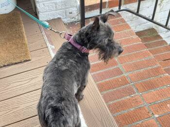 Rescue Miniature Schnauzer Dogs for Adoption in Baldwin, New York - Georgie | PetCurious