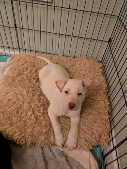 Labrador Retriever and Shepherd Dogs Available for Adoption - Jin | PetCurious