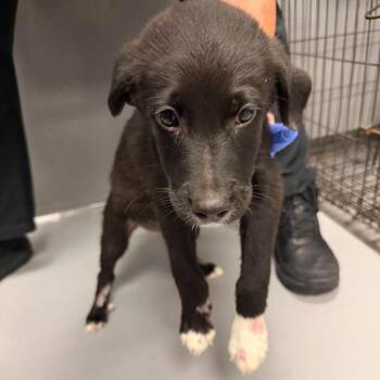 Azriel -  Australian Shepherd Dog for Adoption in South Elgin, Illinois - Azriel | PetCurious