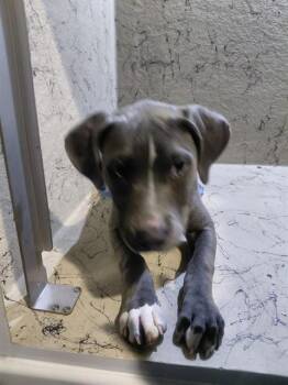 Staffordshire Bull Terrier and Mixed Breed Dogs Available for Adoption - LUCY | PetCurious