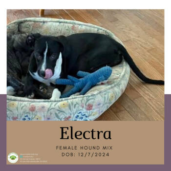Rescue Hound Dogs for Adoption in Pottstown, Pennsylvania - Electra | PetCurious