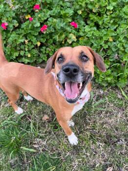 Rescue Pit Bull Terrier Dogs for Adoption in Yuba City, California - Bailey | PetCurious