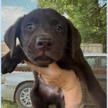 Arlo -  Mixed Breed Dog for Adoption in Allentown, Pennsylvania - Arlo | PetCurious