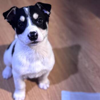 Shepherd Dogs Available for Adoption - Wren | PetCurious