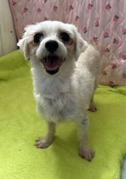 Maltese Dogs Available for Adoption in Pacolet, South Carolina - Xena Mar 26 | PetCurious