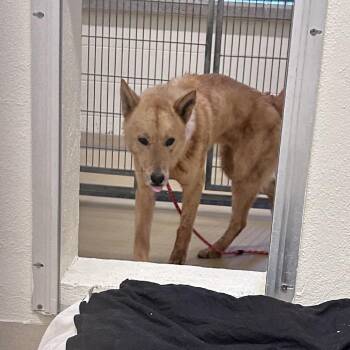 Mixed Breed Dogs Available for Adoption - Rune | PetCurious