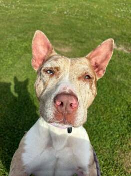 Pit Bull Terrier Dogs Available for Adoption in New Bern, North Carolina - Kili-Kili | PetCurious