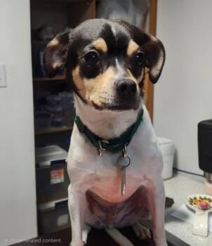 Chihuahua and Terrier Dogs Available for Adoption - Oscar | PetCurious