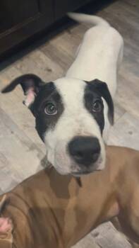 Panda -  American Bulldog and English Bulldog Dog for Adoption in Wildwood, Florida - Panda | PetCurious