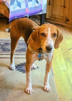 Clifford -  Treeing Walker Coonhound Dog for Adoption in Plainfield, Illinois - Clifford | PetCurious