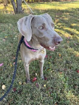 Rescue Weimaraner Dogs for Adoption in Salisbury, North Carolina - Zeva | PetCurious