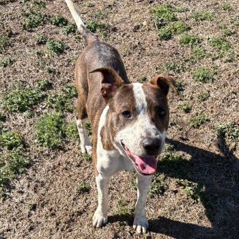 Bulldog Dogs Available for Adoption - Quail | PetCurious