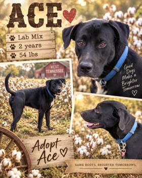 Ace -  Black Labrador Retriever Dog for Adoption in Jackson, Tennessee - Ace | PetCurious