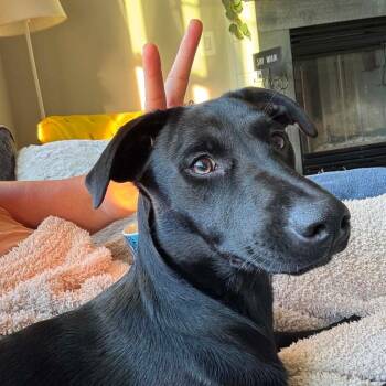 Velma Doo -  Black Labrador Retriever and Mixed Breed Dog for Adoption in Jarrettsville, Maryland - Velma Doo | PetCurious