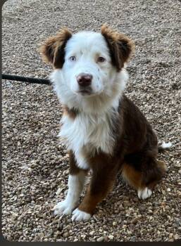 Mixed Breed Dogs Available for Adoption - December | PetCurious