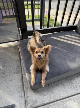 Chihuahua and Mixed Breed Dogs Available for Adoption in Denver, Colorado - Birdie | PetCurious