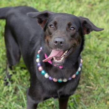 Pippa -  Labrador Retriever and Mixed Breed Dog for Adoption in Wilmington, Delaware - Pippa | PetCurious