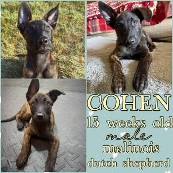Cohen -  Belgian Shepherd Malinois and Dutch Shepherd Dog for Adoption in Grantville, Pennsylvania - Cohen | PetCurious