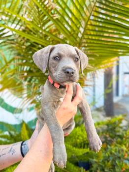 Hound and Terrier Dogs Available for Adoption in Charleston, South Carolina - Paddy | PetCurious
