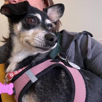 Chihuahua Dogs Available for Adoption in San Francisco, California - Tina Turner 14002 | PetCurious
