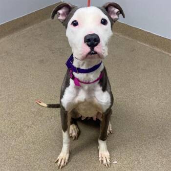 SASSY -  Pit Bull Terrier Dog Available for Adoption in Aurora, Colorado - SASSY | PetCurious