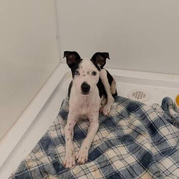 Mickey -  Border Collie Dog for Adoption in Chico, California - Mickey | PetCurious
