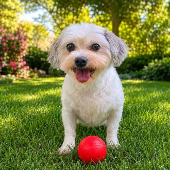 Chip -  Maltese and Poodle Dog for Adoption in Rockville, Maryland - Chip | PetCurious