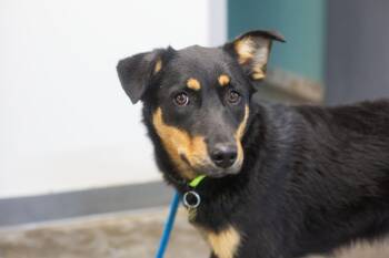 Shepherd Dogs Available for Adoption in Mountain Home, Arkansas - Lilly | PetCurious