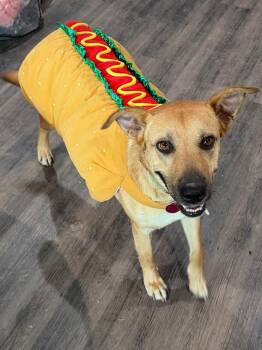 Ember Honey The Ruby Eyed Sweetheart -  German Shepherd Dog and Labrador Retriever Dog for Adoption in Friendswood, Texas - Ember Honey The Ruby Eyed Sweetheart | PetCurious