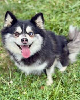 Birdie -  Pomeranian and Siberian Husky Dog for Adoption in Malvern, Pennsylvania - Birdie | PetCurious