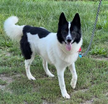 Chance -  Husky Dog for Adoption in Medfield, Massachusetts - Chance | PetCurious