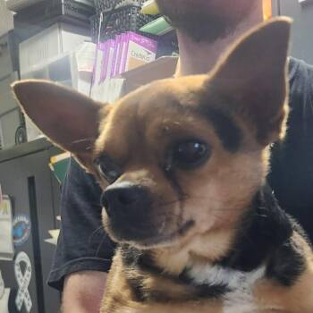 Dexter -  Chihuahua and Mixed Breed Dog for Adoption in Erie, Pennsylvania - Dexter | PetCurious