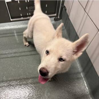 Husky and German Shepherd Dog Dogs Available for Adoption in Baytown, Texas - LUCI | PetCurious