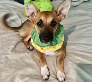 Jack Russell Terrier and Mixed Breed Dogs Available for Adoption in Leesburg, Alabama - Honeydew | PetCurious