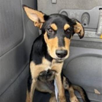 Cohen -  German Shepherd Dog and Mixed Breed Dog for Adoption in Long Beach, California - Cohen | PetCurious