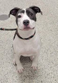 Pit Bull Terrier and Mixed Breed Dogs Available for Adoption in Kansas City, Missouri - Kida | PetCurious