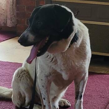 Gordy -  Mixed Breed Dog for Adoption in Avon, Ohio - Gordy | PetCurious