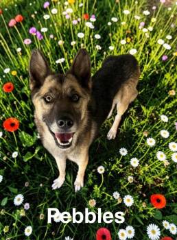 Pebbles -  German Shepherd Dog Dog for Adoption in Camden, Tennessee - Pebbles | PetCurious