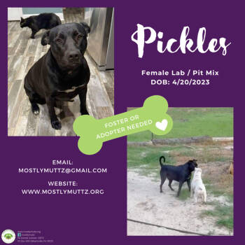 Rescue Labrador Retriever and Pit Bull Terrier Dogs for Adoption in Pottstown, Pennsylvania - Pickles | PetCurious