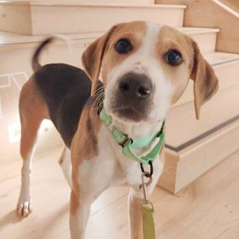 Rescue Mixed Breed Dogs for Adoption in Bentonville, Arkansas - Fonzie | PetCurious