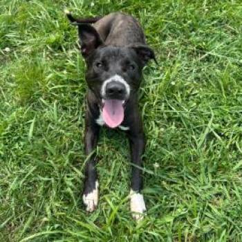 Bob Barker -  Mixed Breed Dog for Adoption in East Hanover, New Jersey - Bob Barker | PetCurious