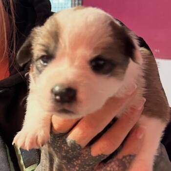 ASPEN -  Border Collie and Mixed Breed Dog for Adoption in Richmond, California - ASPEN | PetCurious
