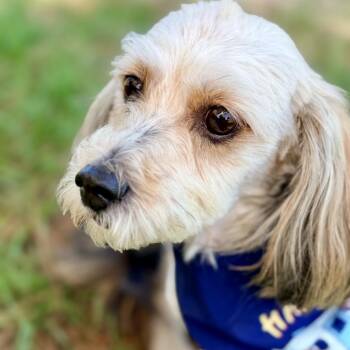 Stonewall "Charlie" -  Yorkshire Terrier and Dachshund Dog for Adoption in Houston, Texas - Stonewall "Charlie" | PetCurious