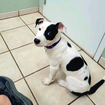 Rescue Pit Bull Terrier Dogs for Adoption in Newcastle, Oklahoma - Samara | PetCurious