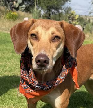 Cookie (Galleta) -  Labrador Retriever and Hound Dog for Adoption in Rollingwood, Texas - Cookie (Galleta) | PetCurious
