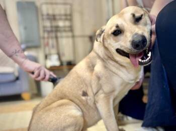 NOAH -  German Shepherd Dog and Mixed Breed Dog for Adoption in Charlotte, North Carolina - NOAH | PetCurious
